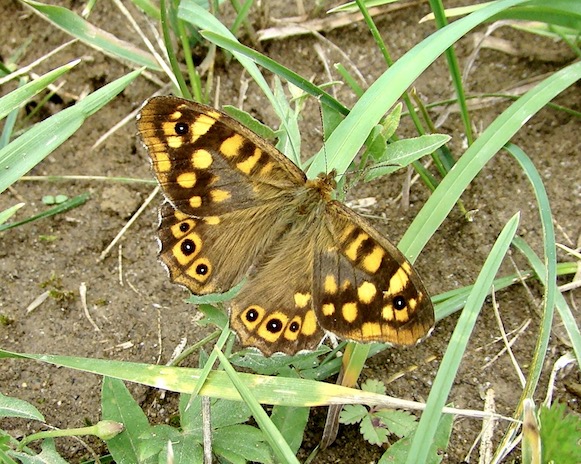 speckled wood
